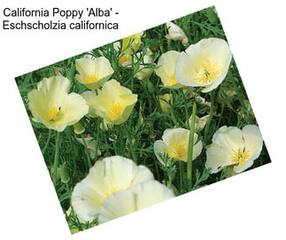 California Poppy \'Alba\' - Eschscholzia californica