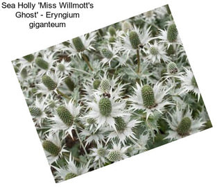 Sea Holly \'Miss Willmott\'s Ghost\' - Eryngium giganteum