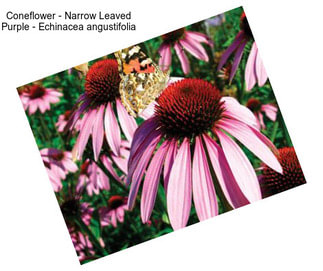 Coneflower - Narrow Leaved Purple - Echinacea angustifolia