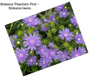 Stokesia \'Peachie\'s Pick\' - Stokesia laevis