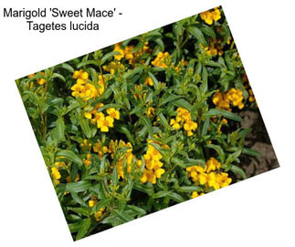 Marigold \'Sweet Mace\' - Tagetes lucida