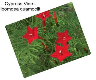 Cypress Vine - Ipomoea quamoclit