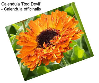 Calendula \'Red Devil\' - Calendula officinalis