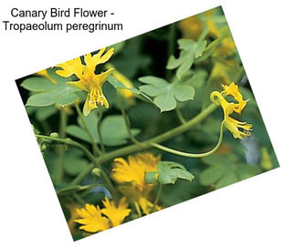 Canary Bird Flower - Tropaeolum peregrinum