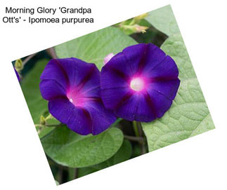 Morning Glory \'Grandpa Ott\'s\' - Ipomoea purpurea