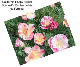California Poppy \'Bridal Bouquet\' - Eschscholzia californica