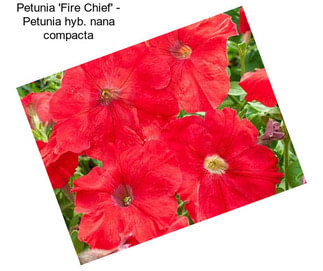 Petunia \'Fire Chief\' - Petunia hyb. nana compacta