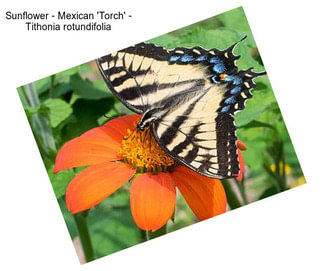 Sunflower - Mexican \'Torch\' - Tithonia rotundifolia