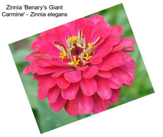 Zinnia \'Benary\'s Giant Carmine\' - Zinnia elegans