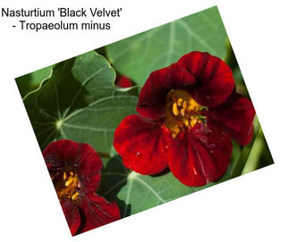 Nasturtium \'Black Velvet\' - Tropaeolum minus