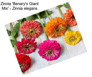 Zinnia \'Benary\'s Giant Mix\' - Zinnia elegans