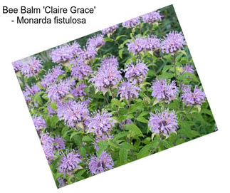 Bee Balm \'Claire Grace\' - Monarda fistulosa