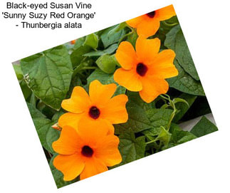 Black-eyed Susan Vine \'Sunny Suzy Red Orange\' - Thunbergia alata