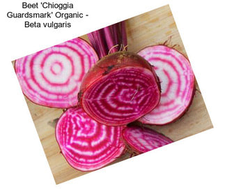 Beet \'Chioggia Guardsmark\' Organic - Beta vulgaris