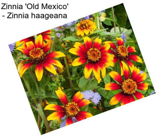 Zinnia \'Old Mexico\' - Zinnia haageana