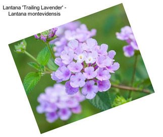 Lantana \'Trailing Lavender\' - Lantana montevidensis