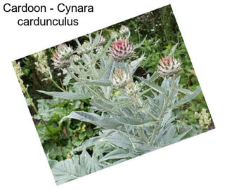 Cardoon - Cynara cardunculus