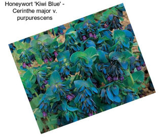 Honeywort \'Kiwi Blue\' - Cerinthe major v. purpurescens