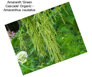 Amaranth \'Green Cascade\' Organic - Amaranthus caudatus