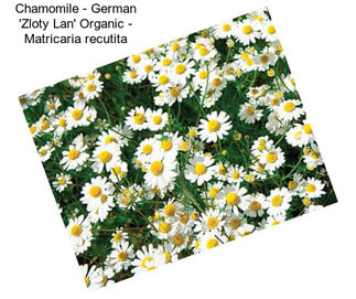 Chamomile - German \'Zloty Lan\' Organic - Matricaria recutita