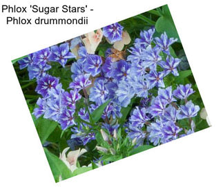 Phlox \'Sugar Stars\' - Phlox drummondii