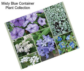 Misty Blue Container Plant Collection