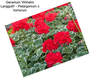 Geranium \'Wilhelm Langguth\' - Pelargonium x hortorum