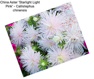 China Aster \'Starlight Light Pink\' - Callistephus chinensis