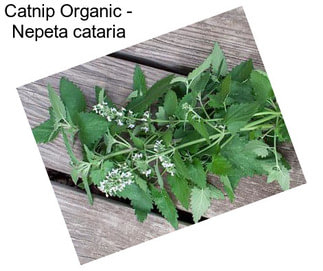 Catnip Organic - Nepeta cataria