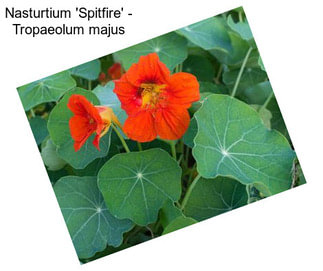 Nasturtium \'Spitfire\' - Tropaeolum majus