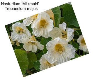 Nasturtium \'Milkmaid\' - Tropaeolum majus