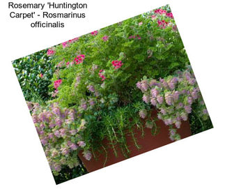 Rosemary \'Huntington Carpet\' - Rosmarinus officinalis