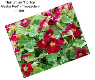 Nasturtium \'Tip Top Alaska Red\' - Tropaeolum majus