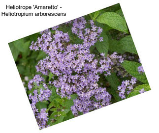 Heliotrope \'Amaretto\' - Heliotropium arborescens