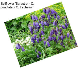 Bellflower \'Sarastro\' - C. punctata x C. trachelium