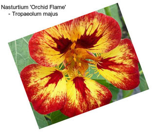 Nasturtium \'Orchid Flame\' - Tropaeolum majus