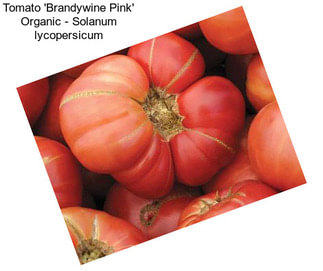 Tomato \'Brandywine Pink\' Organic - Solanum lycopersicum