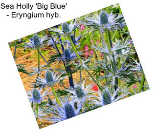 Sea Holly \'Big Blue\' - Eryngium hyb.