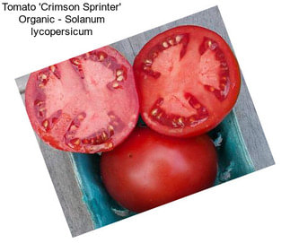 Tomato \'Crimson Sprinter\' Organic - Solanum lycopersicum