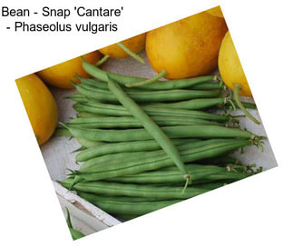 Bean - Snap \'Cantare\' - Phaseolus vulgaris