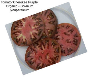 Tomato \'Cherokee Purple\' Organic - Solanum lycopersicum