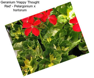 Geranium \'Happy Thought Red\' - Pelargonium x hortorum
