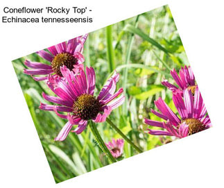 Coneflower \'Rocky Top\' - Echinacea tennesseensis