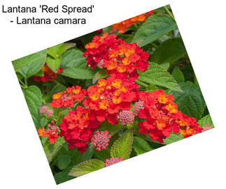 Lantana \'Red Spread\' - Lantana camara