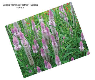 Celosia \'Flamingo Feather\' - Celosia spicata