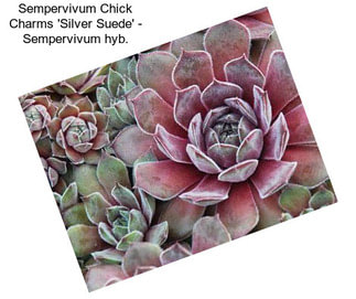 Sempervivum Chick Charms \'Silver Suede\' - Sempervivum hyb.