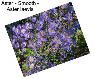 Aster - Smooth - Aster laevis