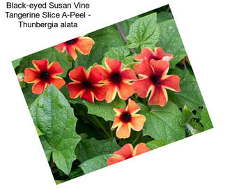 Black-eyed Susan Vine Tangerine Slice A-Peel - Thunbergia alata