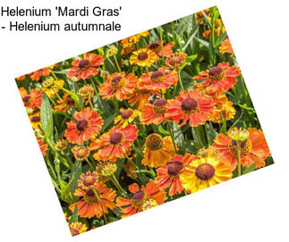 Helenium \'Mardi Gras\' - Helenium autumnale