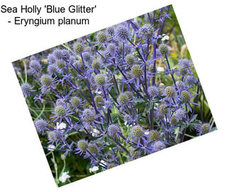 Sea Holly \'Blue Glitter\' - Eryngium planum